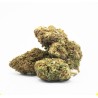 SISMIC ROYALE OG CSA 19%
