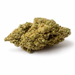 GORILLA GLUE HYDRO CSA 17%