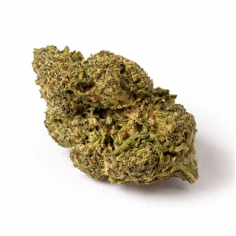 GREEN GELATO 41 INDOOR HPE CSA 12%